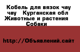 Кобель для вязок чау чау - Курганская обл. Животные и растения » Собаки   